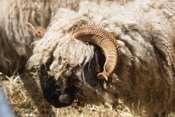 montone