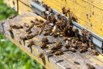 The bees at front hive entrance close-up. Selective focus