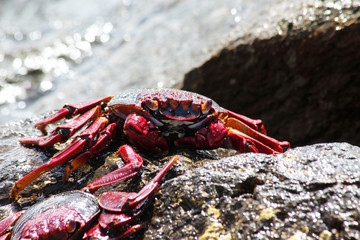 TIERE_2335_rote_Klippenkrabbe