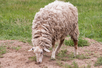 Obraz na płótnie Canvas Sheep with dirty wool grazing in a meadow