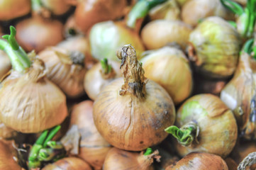 Big red and golden onions vegetables for culinary in basket close