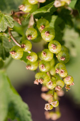 Unripe green redcurrant berries on a branch close-up