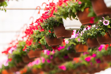 Blooming flowers inside a garden center greenhouse - nursery
