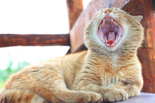 red fluffy cat with wide open mouth yawning in street