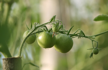 Unripe tomatoes in the greenhouse