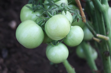 Unripe tomatoes in the greenhouse