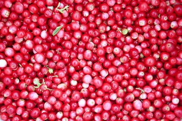 Red ripe cranberry