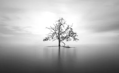 Fototapete Schwarz und weiss Mangrovenbaum im Ozean Schwarz-Weiß-Langzeitbelichtung