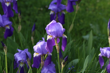Blue iris / Beautiful flowers grow on a flower bed