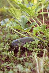 Zucchini seedlings on a vegetable bed.