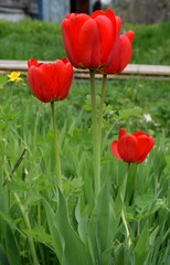 Bright red tulips in garden
