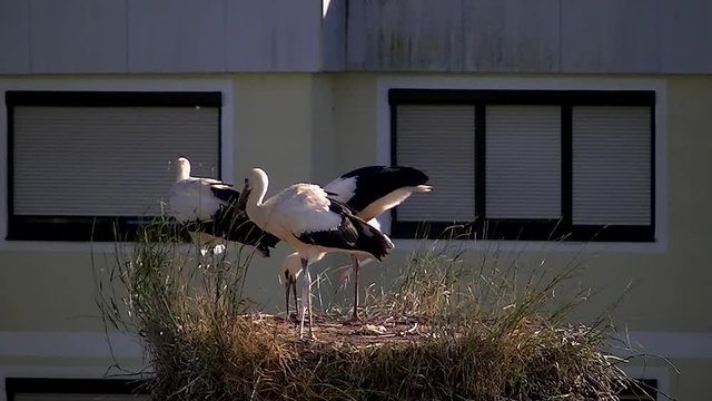 Jungstorchenalltag im Nest mit Start&uuml;bungen