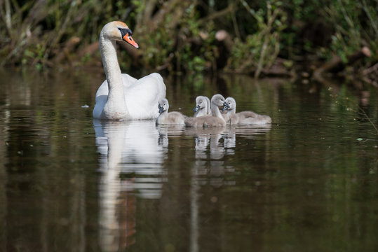 Mute Swan, Swans - nestling, nestlings