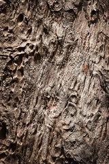 Detail of abstract tree bark
