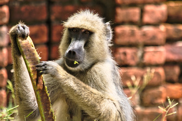 Baboon eating seed pod of flame tree at the campsite in Malawi.