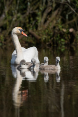 Mute Swan, Swans - nestling, nestlings