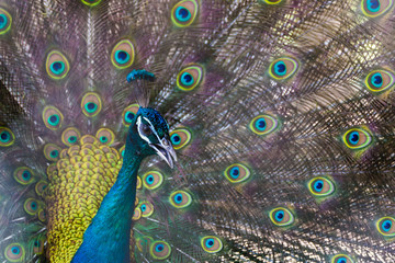 Fototapeta na wymiar A beautiful male peacock with expanded feather, animal background.