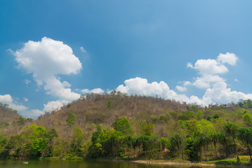 Sky above the trees in the forest