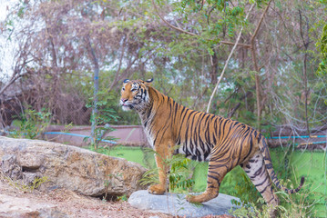 Portrait of a Bengal tiger (Panthera tigris bengalensis). Wildlife animal.