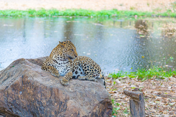 Cats predator Sri Lankan leopard (Panthera pardus kotiya). Wildlife animal.