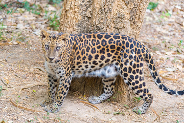 Cats predator Sri Lankan leopard (Panthera pardus kotiya). Wildlife animal.