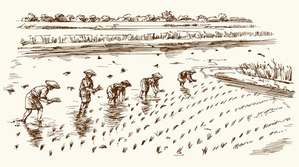 Asian farmers working on Field. Hand drawn illustration. Rice harvest.