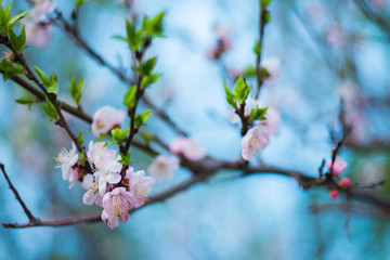 Spring, the month of may, the flowering, the awakening of nature. Cherry branch with pink and white flowers. A beautiful, delicate cherry blossoms. 