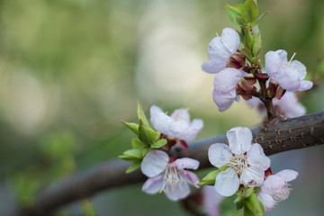 Spring, the month of may, the flowering, the awakening of nature. Cherry branch with pink and white flowers. A beautiful, delicate cherry blossoms. 