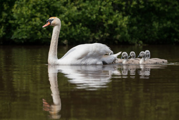 Mute Swan, Swans - nestling, nestlings