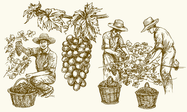Worker cutting grapes from vines. Hand drawn illustration.