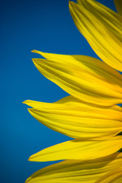 Close up of sunflower petals