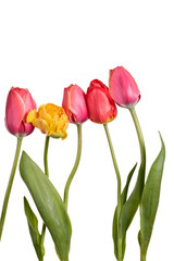 Row of beautiful colorful tulip isolated on a white background