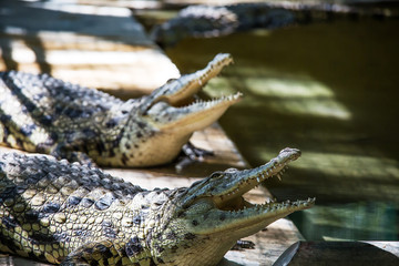Crocodile in Hamat Gader, Israel .