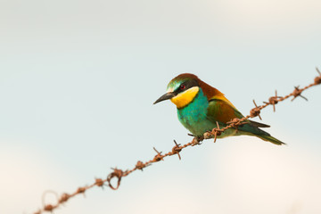 Beautiful bee-eater