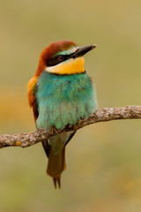 Portrait of a colorful bird