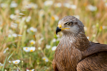 Close-up portrait of a Brown Kite