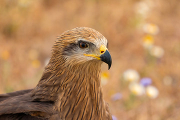 Close-up portrait of a Brown Kite
