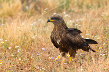 Close-up of a Brown Kite