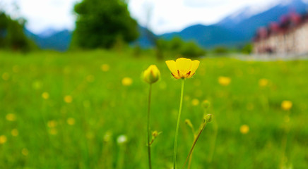 Meadow flowers, mountain nature, summertime. Photo depicts a plenty of the yellow colorful meadow flowers, growing in the green grass. Close up, blurred mountain on the background.