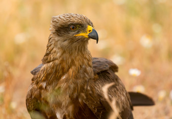 Close-up portrait of a Brown Kite