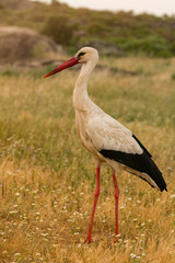 Elegant white stork walking