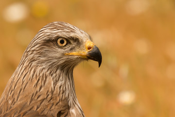 Close-up portrait of a Brown Kite