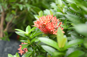 Flowers with background blur