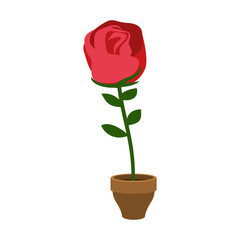 Rose in pot isolated. Home Flower. Flora on flowerpot