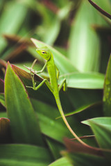 Green Anole Lizard hiding among tropical vegetation in Kauai, Hawaii.