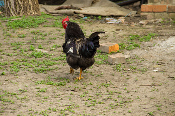 Rooster in a farmyard
