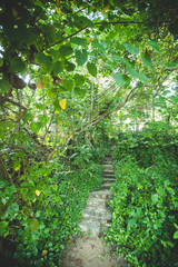 green alley with rural footpath