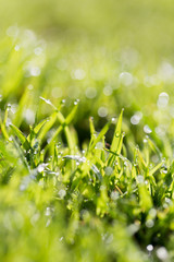 Green grass in the dew on the nature