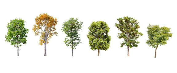 Fototapeta premium Isolated trees on white background , The collection of trees.