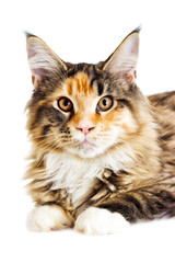 Obraz premium Cat looks, Maine Coon breed